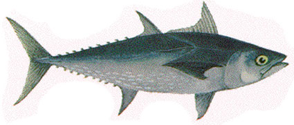 Thunnus tonggol  Tonno indiano  Scombridi