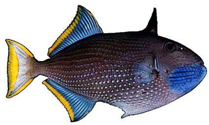 Xanthichthys auromarginatus  Pesce balestra dorato  Balistidi