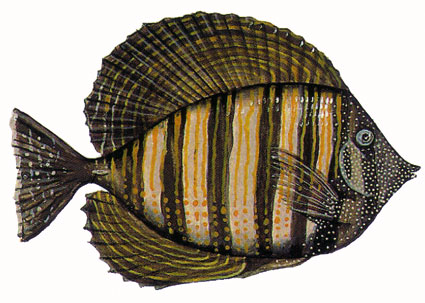 Zebrasoma desjardinii  Pesce chirurgo pinne a vela  Acanturidi