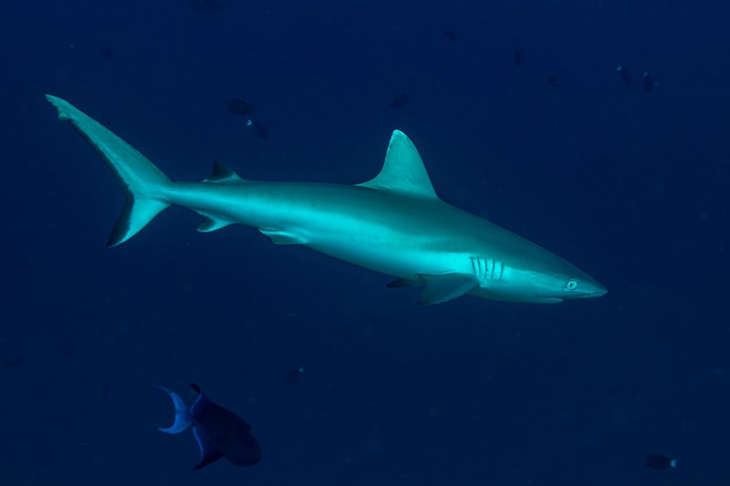 squalo, isole Maldive