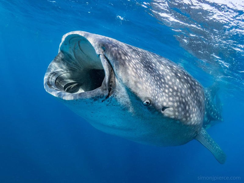 squalo balena, isole Maldive