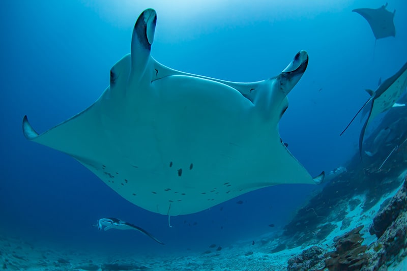 manta, isole Maldive