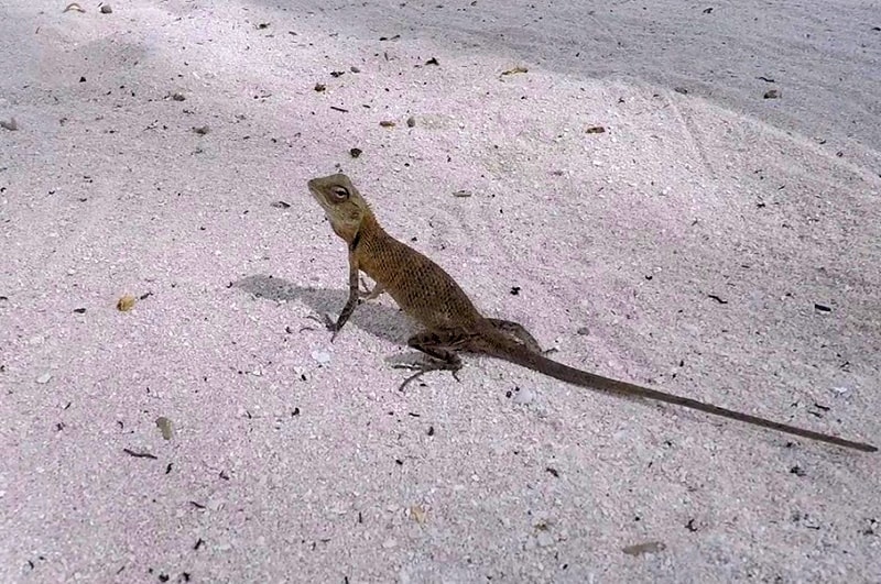 gechi, isole Maldive