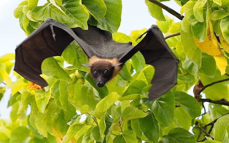 volpi volanti, pipistrelli, isole Maldive