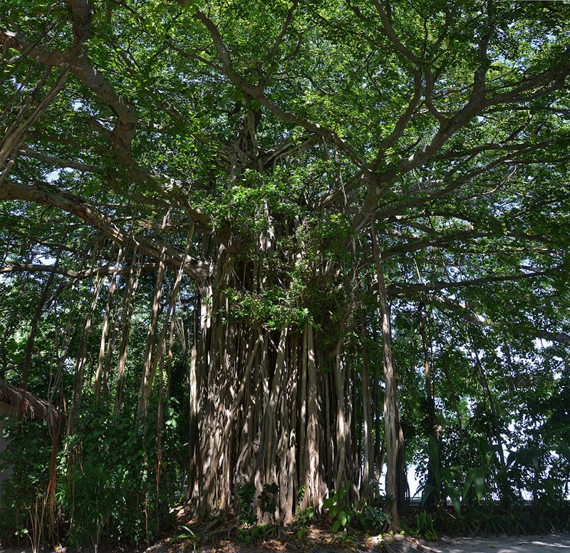 banyan, ficus benghalensis  , flora, isole Maldive