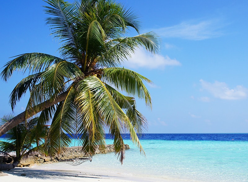 palma da cocco, flora, isole Maldive