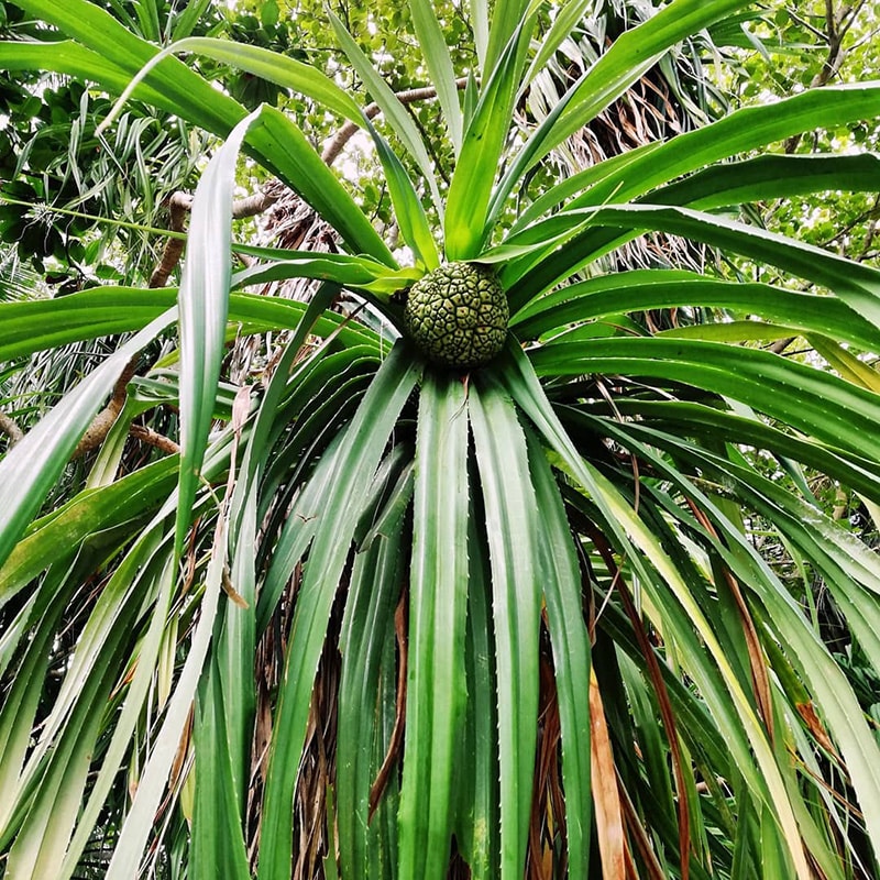 pandano, flora, isole Maldive