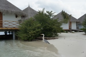 Safari Island Resort Ari Nord Maldive 98