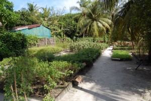 Coco Palm Dhuni Kolhu Baa Maldive 6