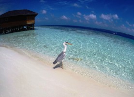 Vilamendhoo Island Resort Ari Sud Maldive 45