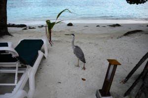 Vilamendhoo Island Resort Ari Sud Maldive 51