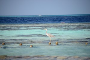 Vilamendhoo Island Resort Ari Sud Maldive 83