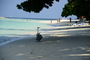 Vilamendhoo Island Resort Ari Sud Maldive 85