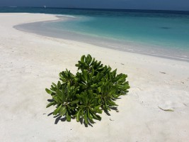 Thudufushi Diamonds Island Resort Ari Sud Maldive 4