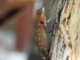 Eriyadu Island Resort Male Nord Maldive 7