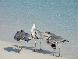 Eriyadu Island Resort Male Nord Maldive 11