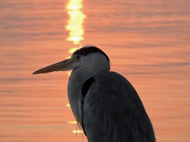 Eriyadu Island Resort Male Nord Maldive 13