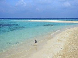 Eriyadu Island Resort Male Nord Maldive 14