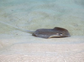 Eriyadu Island Resort Male Nord Maldive 15