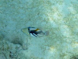 Eriyadu Island Resort Male Nord Maldive 19