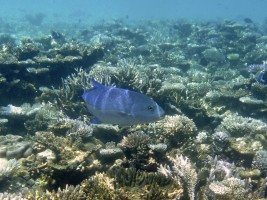 Eriyadu Island Resort Male Nord Maldive 24