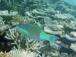 Eriyadu Island Resort Male Nord Maldive 29