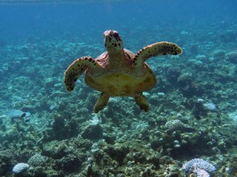 Eriyadu Island Resort Male Nord Maldive 30