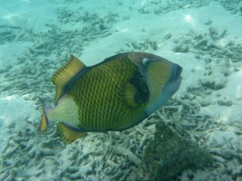 Eriyadu Island Resort Male Nord Maldive 32