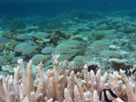 Eriyadu Island Resort Male Nord Maldive 37