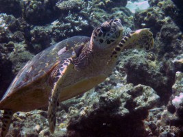 Eriyadu Island Resort Male Nord Maldive 39