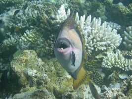 Eriyadu Island Resort Male Nord Maldive 40