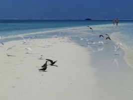 Gangehi Island Resort Ari Nord Maldive 18