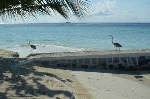 Maayafushi Maldives Ari Nord Maldive 5