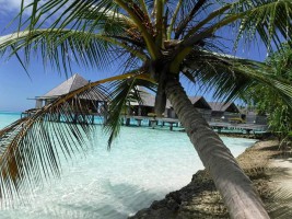 Gangehi Island Resort Ari Nord Maldive 16