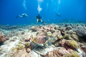 Maayafushi Maldives Ari Nord Maldive 7