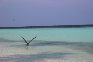 Constance Halaveli Resort Ari Nord Maldive 20