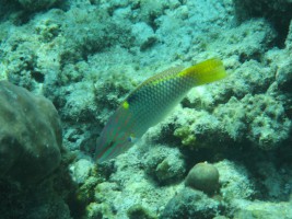 Constance Halaveli Resort Ari Nord Maldive 6