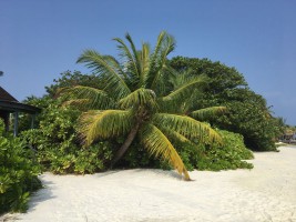 Komandoo Island Resort Lhaviyani Maldive 8