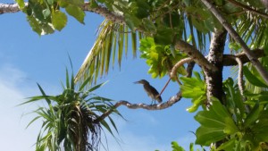 Maayafushi Maldives Ari Nord Maldive 13