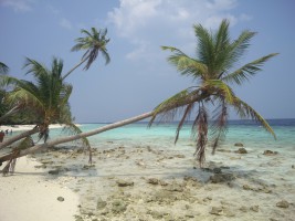 Filitheyo Island Resort Faafu Maldive 5