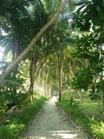 Filitheyo Island Resort Faafu Maldive 15