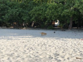 Filitheyo Island Resort Faafu Maldive 17