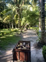 Filitheyo Island Resort Faafu Maldive 25