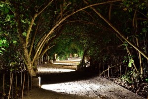 Reethi Faru Resort Raa Maldive 47