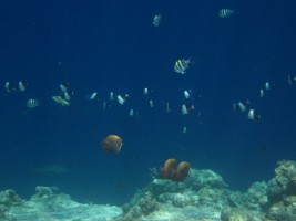 Thulhagiri Island Resort Male Nord Maldive 13