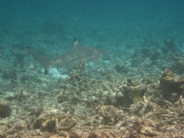 Thulhagiri Island Resort Male Nord Maldive 5