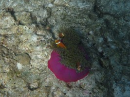 Thulhagiri Island Resort Male Nord Maldive 7