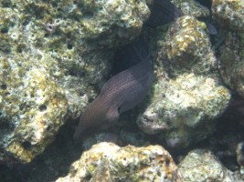 Thulhagiri Island Resort Male Nord Maldive 9