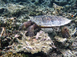 Thulhagiri Island Resort Male Nord Maldive 8