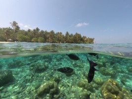 Filitheyo Island Resort Faafu Maldive 9